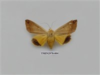 藏品(夜蛾372)的圖片